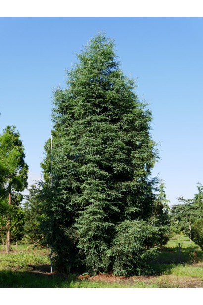 Секвоя червона